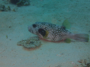 沖縄　ダイビング　サザナミフグ