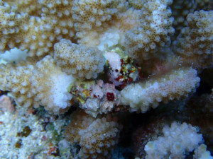 沖縄　ダイビング　慶良間　保全活動