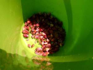 沖縄　ダイビング　慶良間　保全活動