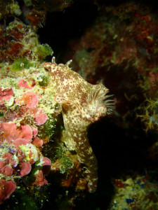 沖縄　ダイビング　砂辺　ミナミニシキウミウシ