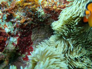 沖縄　ダイビング　砂辺