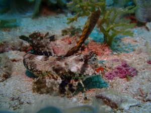 沖縄　ダイビング　砂辺　イッポンテグリ