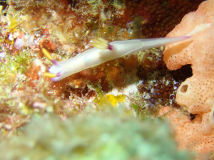 沖縄　ダイビング　砂辺　ゾウゲイロウミウシ