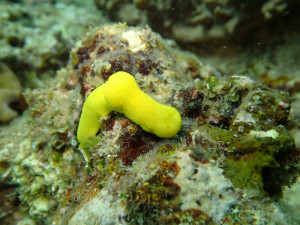 沖縄　ダイビング　砂辺　レモンウミウシ