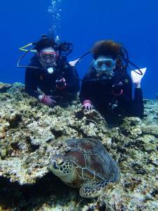 沖縄　ダイビング　慶良間　体験ダイビング　ウミガメ