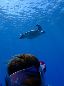 沖縄　ダイビング　慶良間　体験ダイビング