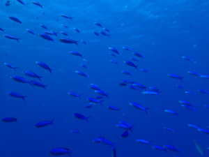 沖縄　ダイビング　慶良間　体験ダイビング