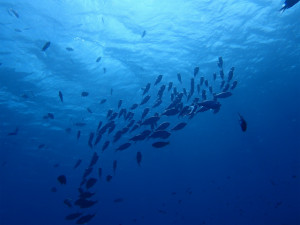 沖縄　ダイビング　慶良間　体験ダイビング