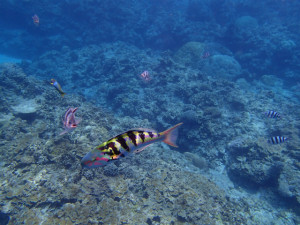 沖縄　ダイビング　慶良間　体験ダイビング　セナスジベラ