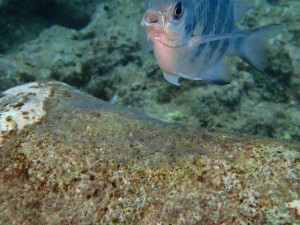 沖縄　ダイビング　砂辺　FUNダイビング