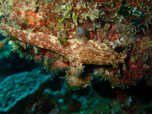 沖縄　ダイビング　砂辺　FUNダイビング