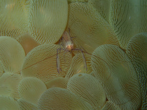 沖縄　ダイビング　砂辺　FUNダイビング