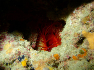 沖縄　ダイビング　砂辺　FUNダイビング