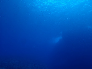 沖縄　ダイビング　慶良間　体験ダイビング