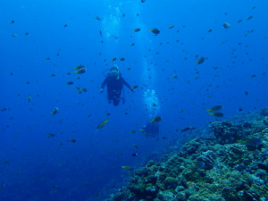 沖縄　ダイビング　OWD講習