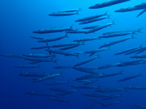 沖縄　ダイビング