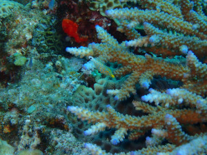 沖縄　ダイビング