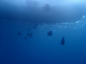 沖縄　ダイビング