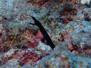 沖縄　ダイビング　ハナヒゲウツボ