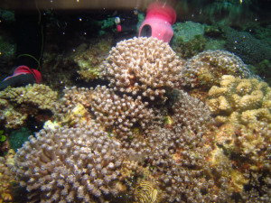 沖縄　ダイビング