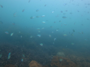 沖縄　ダイビング　体験ダイビング　FUNダイビング