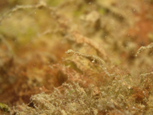 沖縄 ダイビング 真栄田岬 FUNダイビング 体験ダイビング