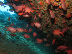 沖縄　ダイビング　アカマツカサ