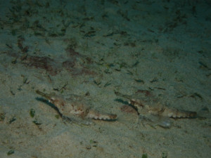 沖縄　ダイビング　ウミテング