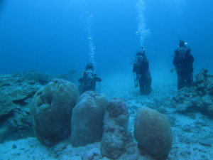 沖縄　ダイビング　慶良間　体験　FUN