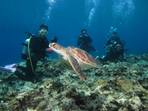 沖縄　体験ダイビング　ウミガメ