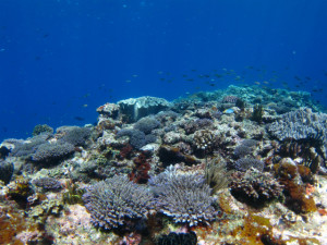 沖縄　ダイビング　宜野湾