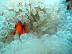 沖縄　ダイビング　イソギンチャクの白化