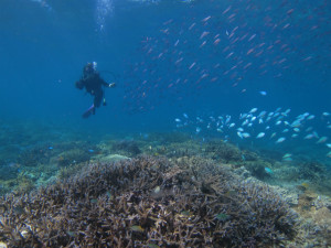 沖縄　ダイビング　宜野湾サンゴ