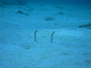 沖縄　ダイビング　慶良間　FUNダイビング　体験ダイビング