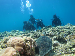 沖縄　ダイビング　慶良間　FUNダイビング　体験ダイビング