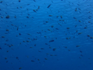 沖縄　ダイビング　慶良間　体験ダイビング