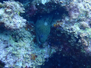 沖縄　ダイビング　ドクウツボ