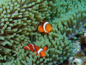 沖縄　ダイビング　慶良間　体験ダイビング