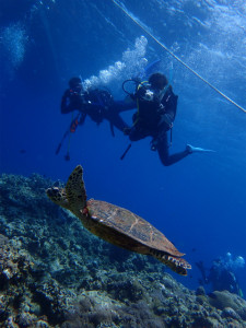 沖縄　ダイビング　FUNダイビング　万座　慶良間