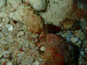 キンチャクガニ