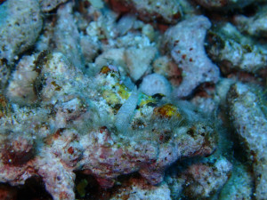 沖縄　ダイビング　キヌハダモドキ