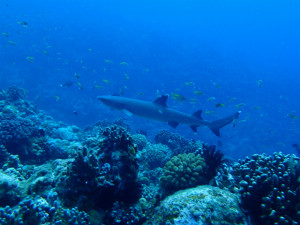 沖縄　ダイビング　FUNダイビング　万座　慶良間