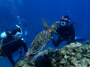 沖縄　ダイビング　慶良間　FUN　体験