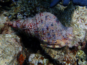 沖縄　ダイビング　慶良間　体験ダイビング