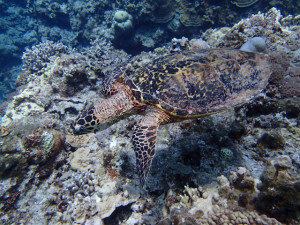 沖縄　ダイビング　慶良間　体験ダイビング