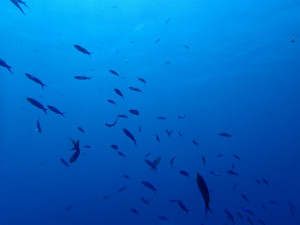 沖縄　ダイビング　慶良間　体験ダイビング