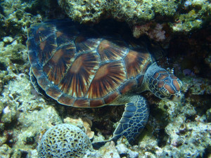 沖縄　ダイビング　慶良間　体験ダイビング