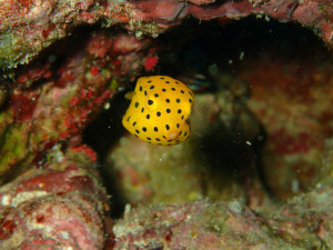 沖縄　ダイビング　体験ダイビング　砂辺