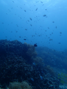 沖縄 ダイビング 真栄田岬 FUNダイビング 体験ダイビング