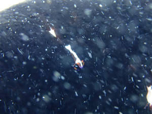 ウミウシカクレエビ